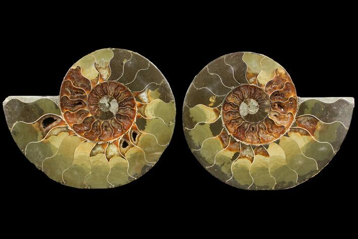 Bargain, Agatized Ammonite Fossil - Madagascar #111528